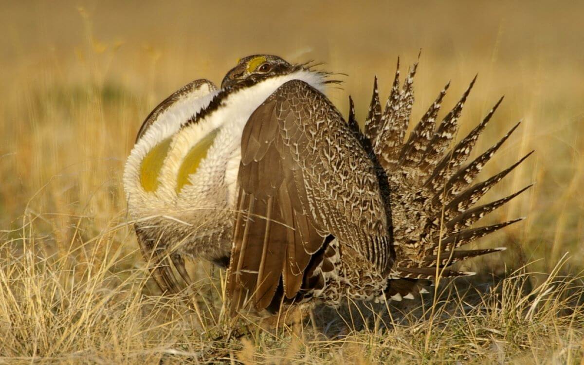 Sage Grouse knelt down in grass